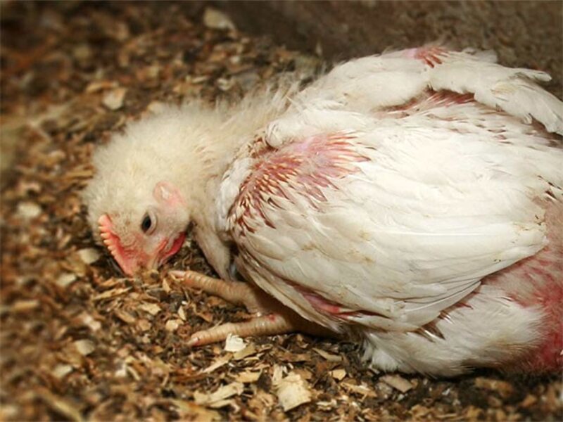 Hậu quả của bệnh