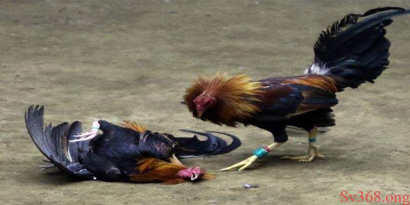 Lý do làm cho gà đá thở nhiều