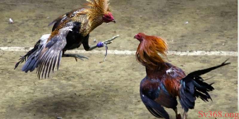 Cách chấp tiền gà chọi