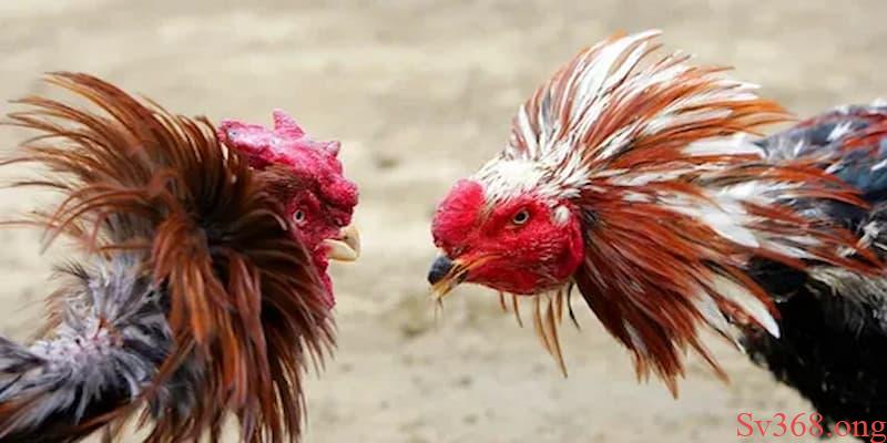 Tổng quan về luật chấp gà cựa sắt tại Sv368
