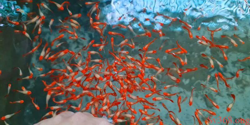 mơ thấy bầy cá