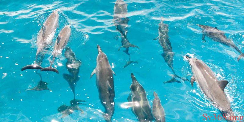 mơ thấy bầy cá