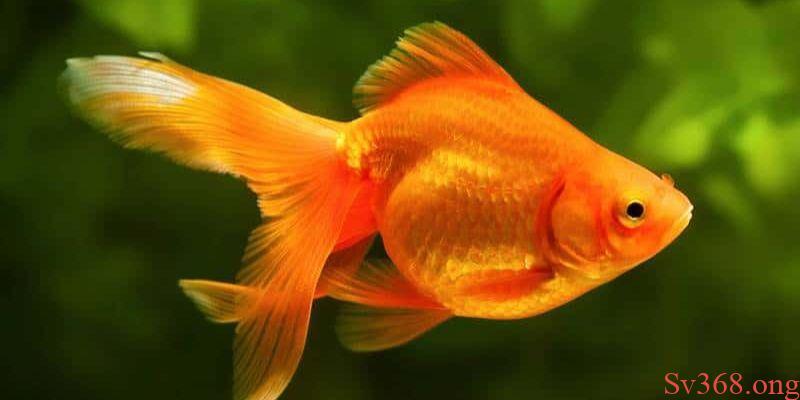 Nằm mơ thấy cá bơi lội trong nước