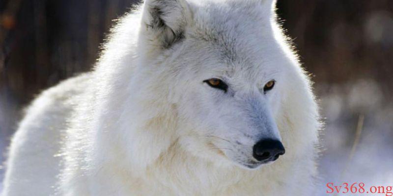 Mơ thấy chó sói 