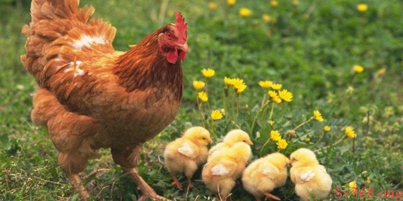 Những con gà thường mang hàm ý gì trong văn hóa Việt Nam?