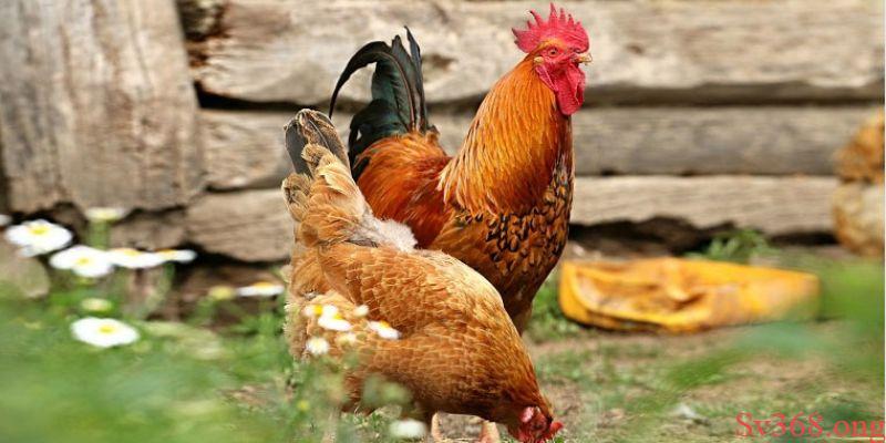 Vậy việc mơ thấy con gà là điềm tốt hay xấu?