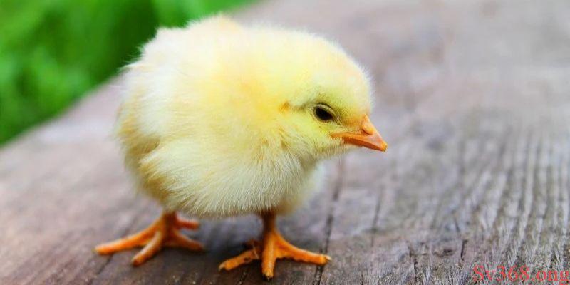 Ngủ mơ thấy những chú gà con