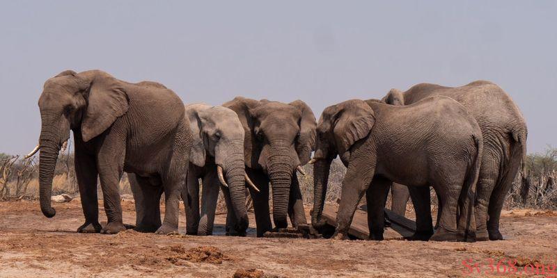 Giải mã giấc mơ về bầy voi