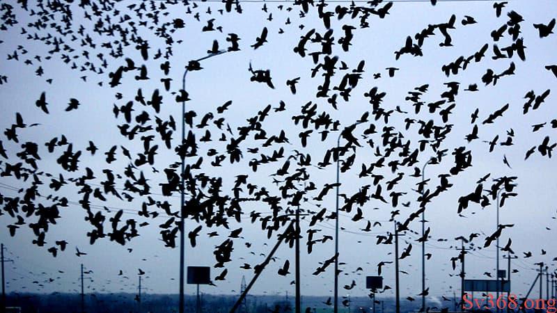 mơ thấy quạ đen