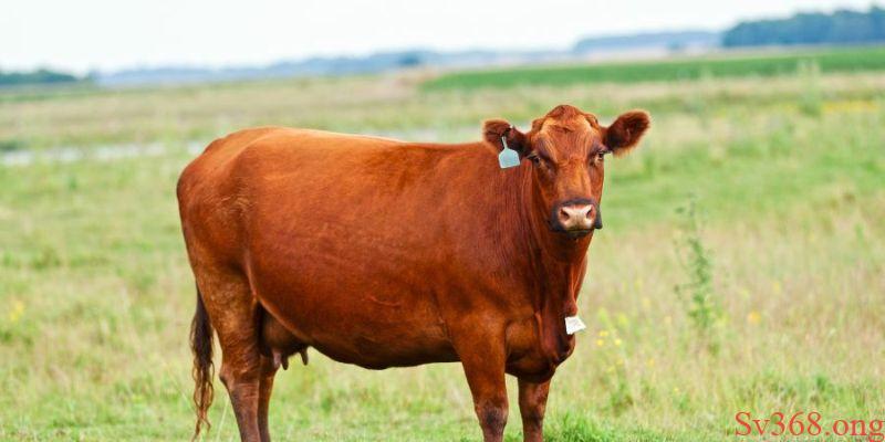 Nằm mơ thấy bò 