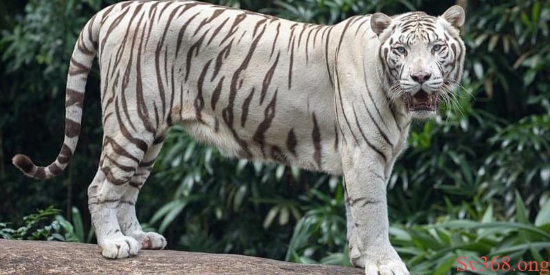 Ngủ mơ thấy hổ trắng là điềm gì