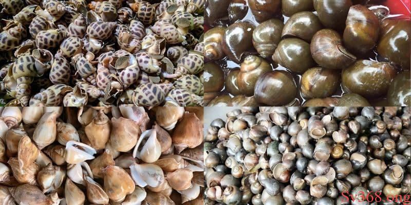 Mơ thấy rất nhiều ốc chọn 08 - 80