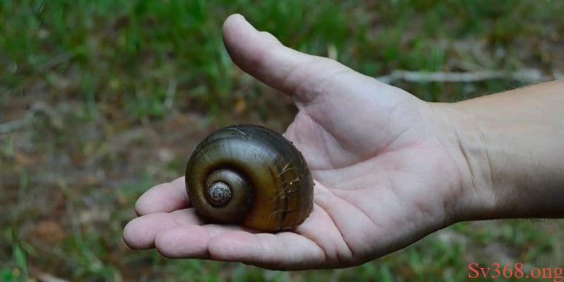 Mơ thấy ốc bươu đánh 12 - 31