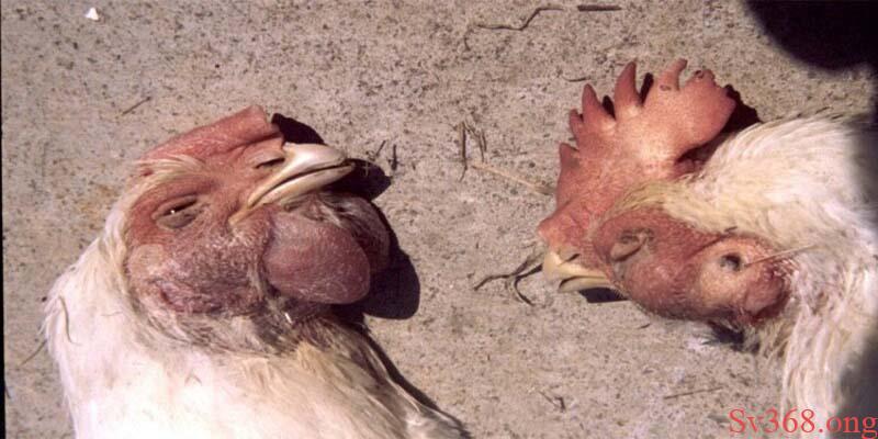 Thuốc Điều Trị Bệnh ORT Trên Gà - Mẹo Điều Trị Cực Hiểu Quả 6 Biện pháp phòng tránh để không phải dùng thuốc điều trị bệnh ORT trên gà