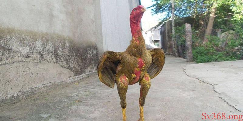 Cách Nuôi Gà Đá Không Bị Hốc Được Cập Nhật Mới Nhất 10 Nguyên nhân do đâu mà gà bị hốc khi giao chiến?