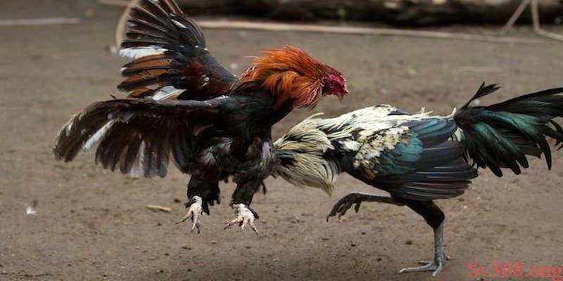 Một số lưu ý cần nắm trong luật đá gà