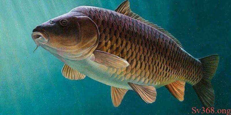 Mơ Thấy Cá Chép Đánh Số Gì Trong Lô? Cập Nhật Với SV368 5 Sơ lược về ý nghĩa của loài cá chép