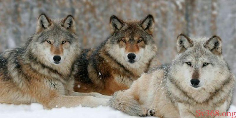 Mơ thấy chó sói